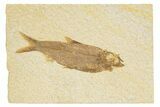Detailed Fossil Fish (Knightia) - Wyoming #318529-1